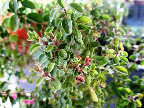 Marjoram Culinary Herbs Herb Medicinal Plant