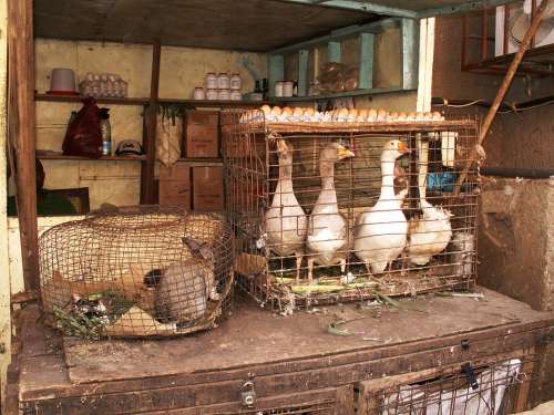 Market Stall Hare Geese Egg Cage Yaoundé Cameroon