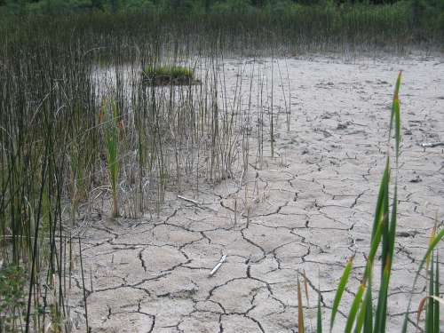 Marl Dry Pond Marlstone Cracked Wetland Bog