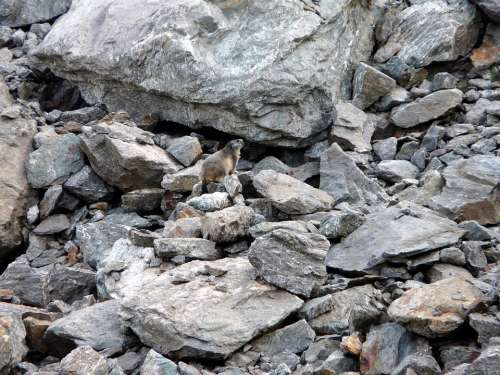 Marmot Animals Rocks