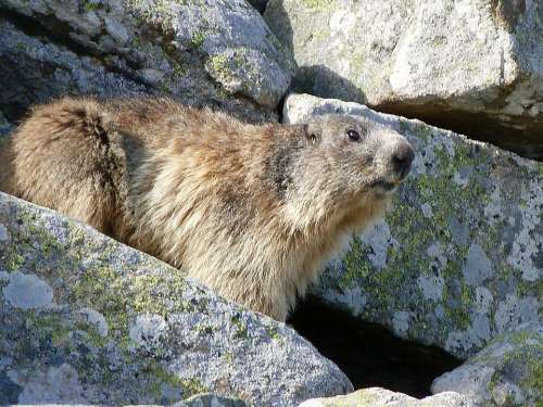 Marmot Rodent Herbivore Spring Rocks Alps Watcher