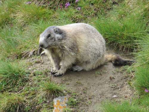 Marmot Animal Alpine