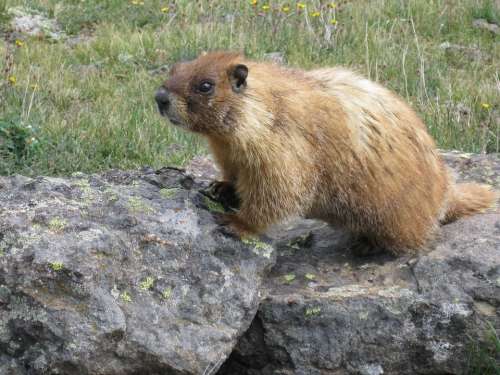 Marmot Animal Wildlife Nature Rodent Mammal