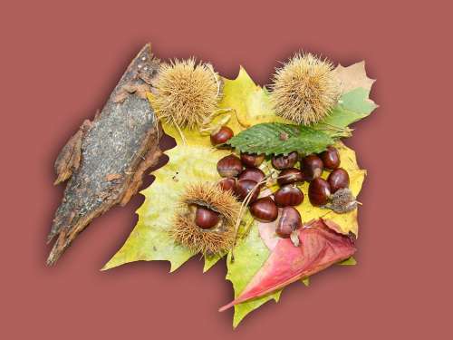 Maroni Sweet Chestnuts Fruits Brown Autumn