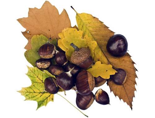 Maroni Sweet Chestnuts Fruits Brown Autumn