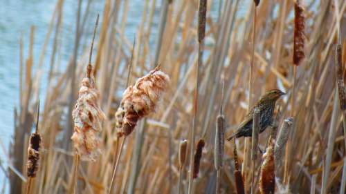 Marsh Red-Winged Blackbird Swamp Landscape Wetland