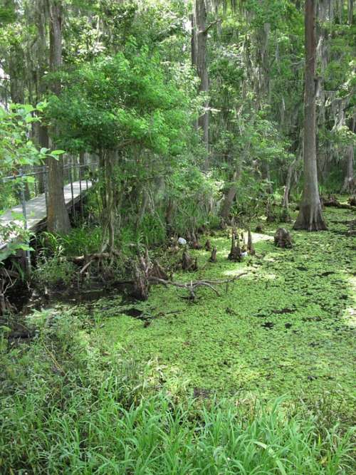Marsh Swamp Louisiana Greenery Nature
