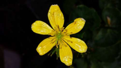 Marsh Marigold Flower Yellow Water Plant
