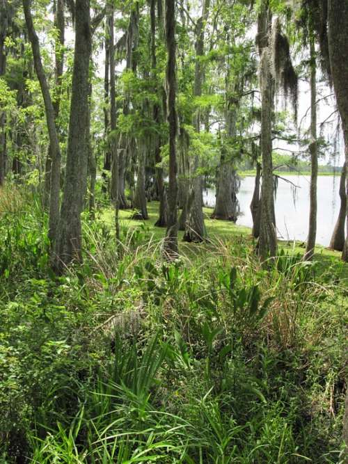 Marshland Swamp Marsh Louisiana Wetlands Trees