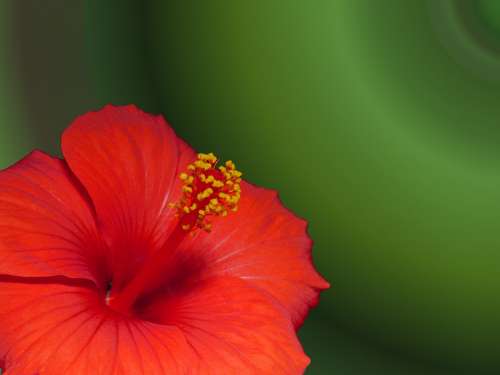 Marshmallow Hibiscus Blossom Bloom Flower Plant