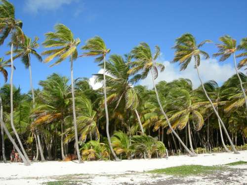 Martinique Palms Wind Beach Sea Summer Holiday