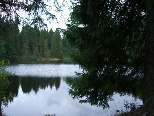 Mathisleweiher Bog Lake Mirroring Firs Hinterzarten