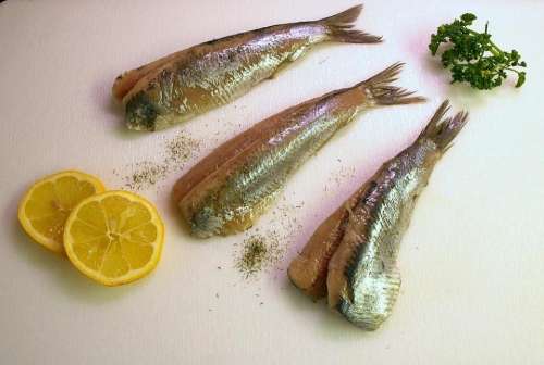 Maties Herring Fish Eat Food Edible
