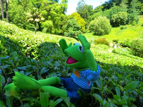 Maze Kermit Frog Way Out Glendurgan Garden