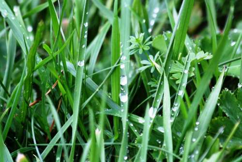 Meadow Grass Nature Raindrop Drip Close Up Plant