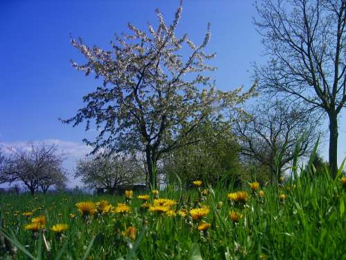 Meadow Dandelion Tree Sky Clouds Plant Yellow