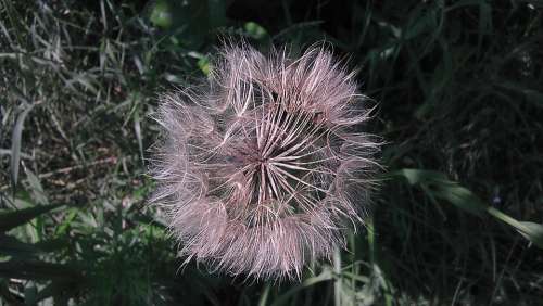 Meadow Dandelion The Delicacy Summer