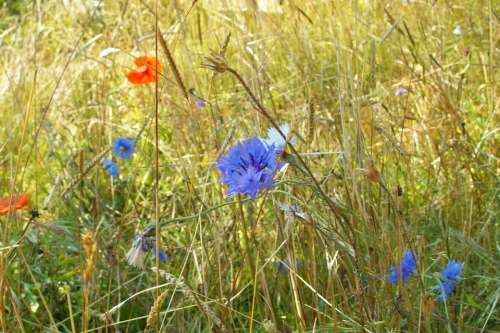 Meadow Poppy Red Blue Cornflower Summer Field