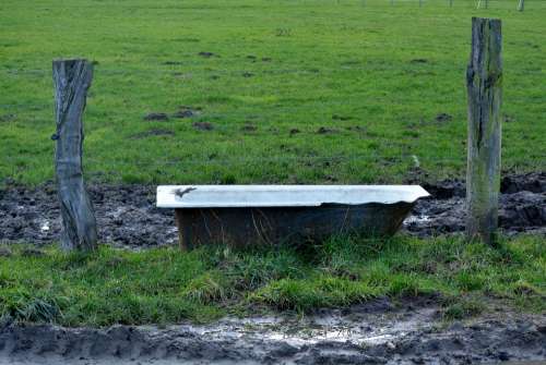 Meadow Drinking Trough Nature
