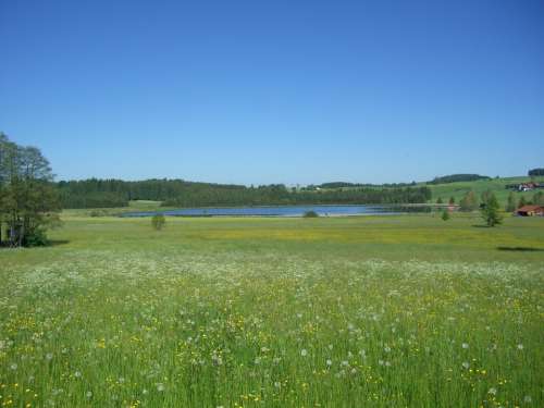 Meadow Flowers Bloom Grass Green Attlesee Allgäu