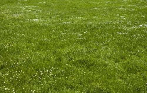 Meadow Rush Space Plant Grass Texture Environment