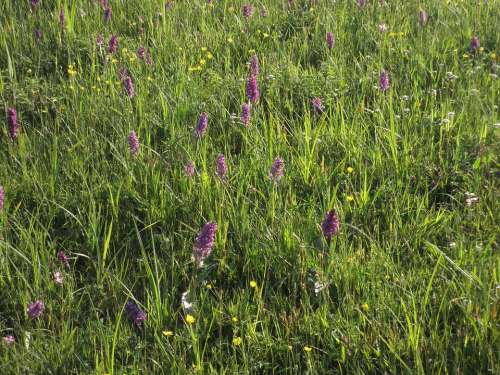 Meadow Orchid Plant Nature