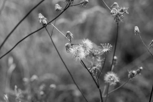Meadow Idyll Rest Flower Grass Field Nature Grey