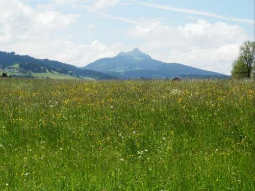 Meadow Allgäu Greened Panorama Mountains Outlook