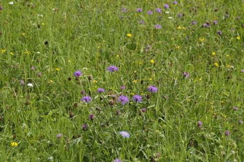 Meadow Flower Meadow Summer Summer Meadow