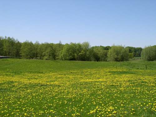 Meadow Summer Landscape Nature Sky Rest Field