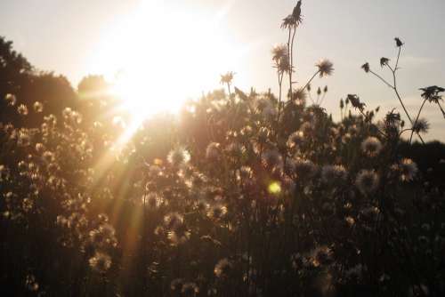 Meadow Sun Dandelions Flowers