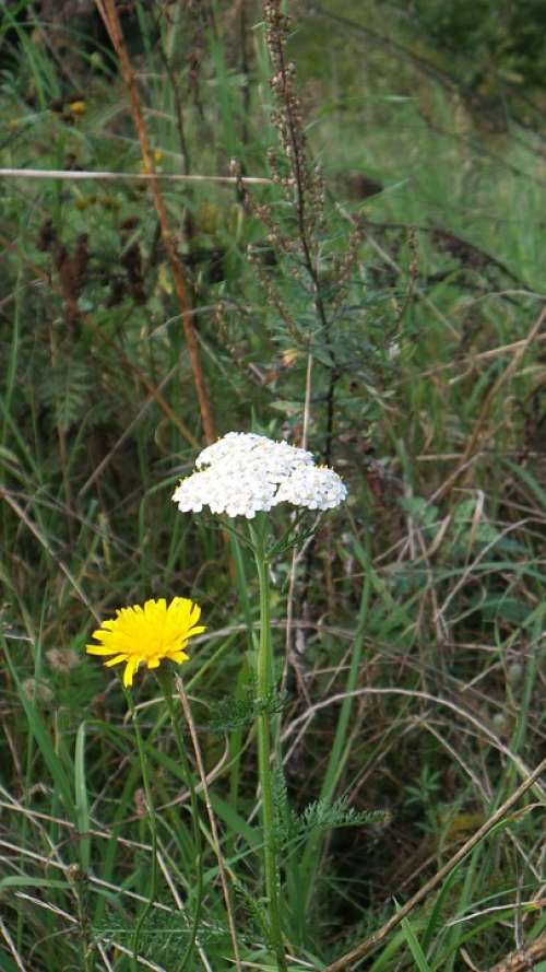 Meadow Wild Flowers Plant Close Up Blossom Bloom