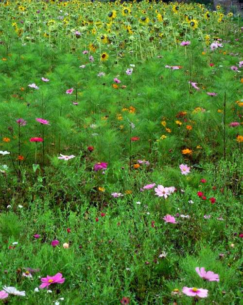 Meadow Flowers Sunflower Bloom Grass Summer