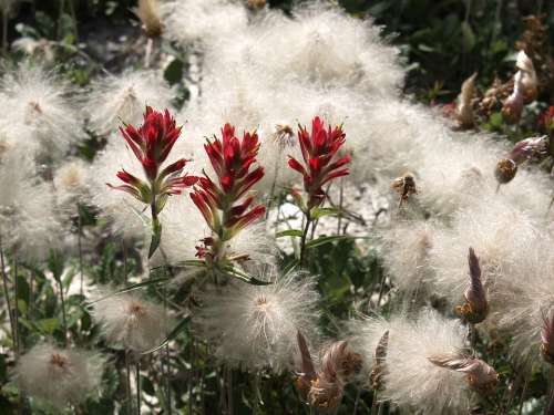 Meadow Indian Paint Brush Flowers Canada