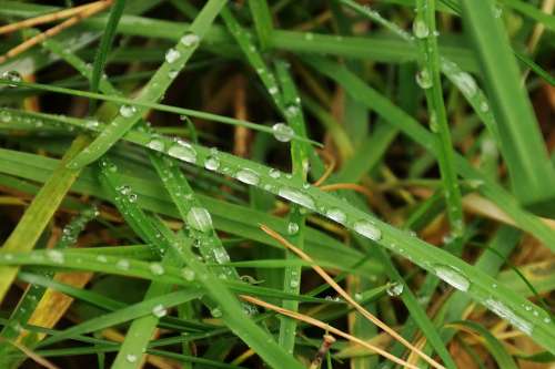 Meadow Grass Blade Of Grass Drip Rain Dew Green