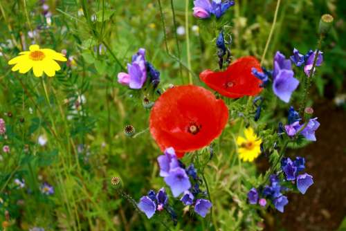 Meadow Flowers Meadows Flower Wildflowers