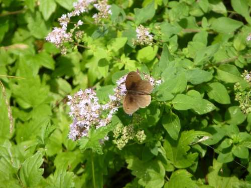 Meadow Brown Butterfly Insect Brown