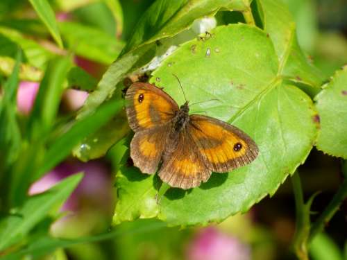 Meadow Brown Butterfly Garden Nature Bug