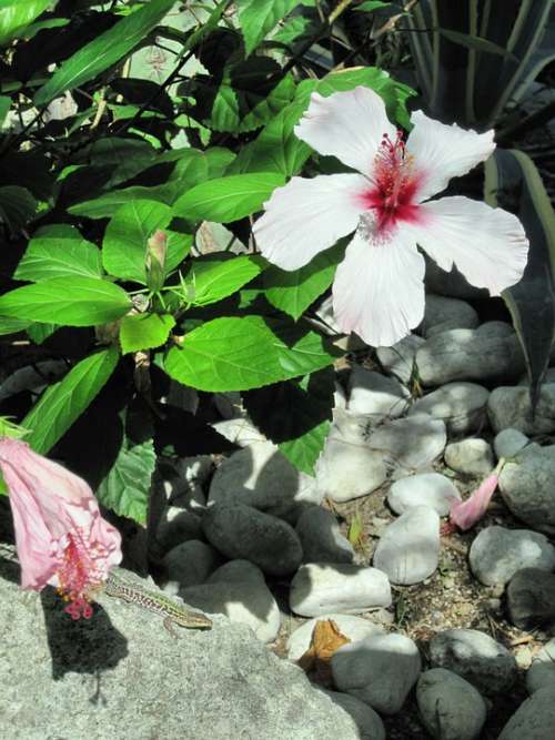 Mediterranean Ischia Hibiscus Flower Lizard