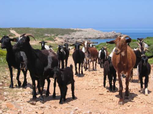 Mediterranean Agriculture Robust Goats Flock