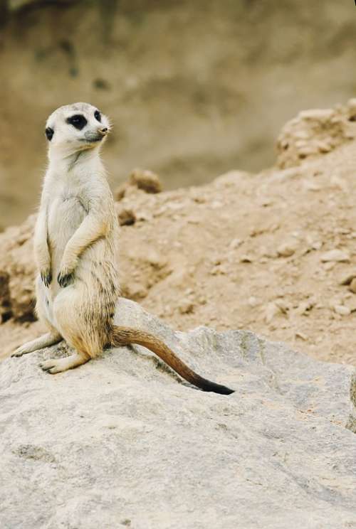 Meerkat Nature Zoo Animal