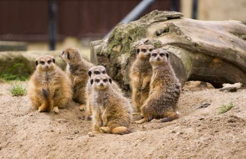 Meerkat Meerkats Family Group Animal Animals