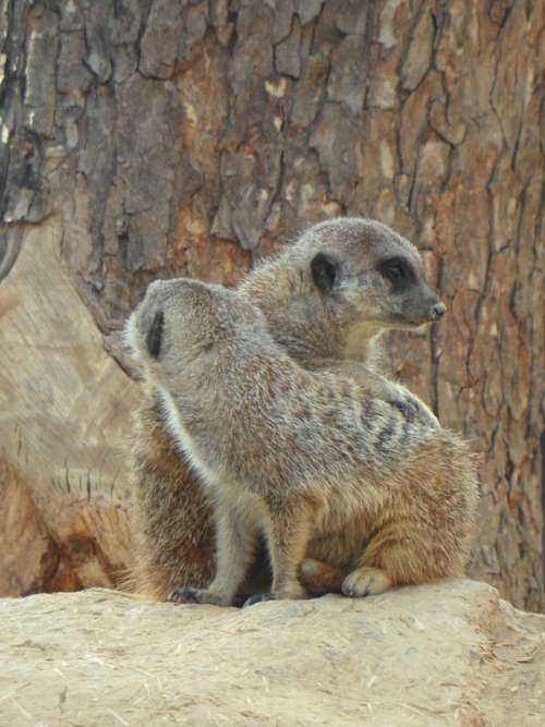 Meerkat Pair Two Zoo Together Friendship