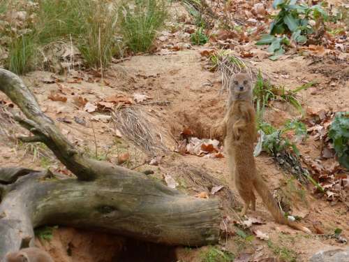 Meerkat Animal Nature