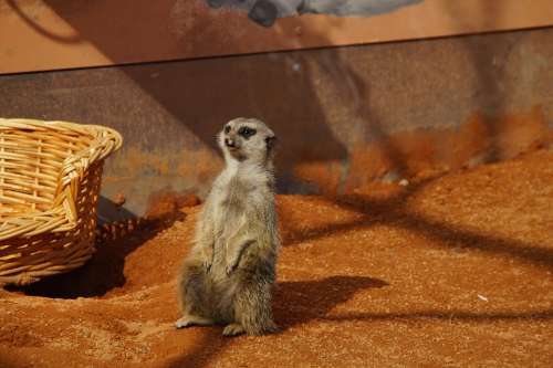 Meerkat Zoo Enclosure Guard Vigilant Keep Watch
