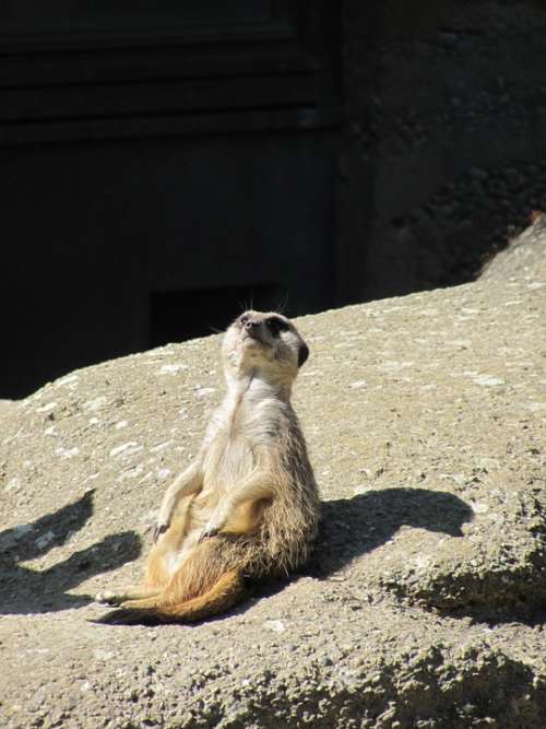 Meerkat Animal Sit
