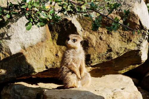 Meerkat Rock Sitting Evening Sun Enclosure Animal