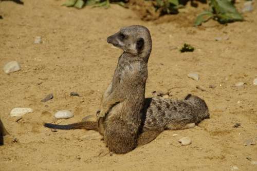 Meerkat Cute Animal World Sand Zoo Dry Curious