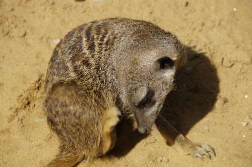 Meerkat Scratch Cute Animal World Sand Zoo Dry
