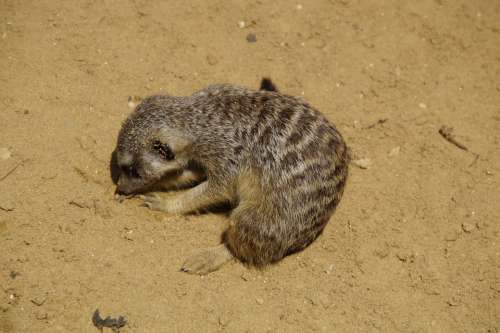 Meerkat Dig Sand Sandy Rooting Rodent Nager Zoo